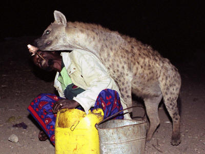 HARAR JUGOL ETHIOPIA: TOURISM, ANCIENT WALL HISTORY & FACTS: Harar Hyena man with spotted hyenas.