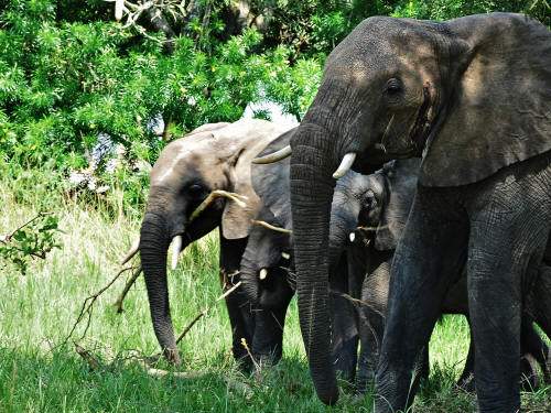 LATEST ANIMALS AND NATIONAL PARKS OF ETHIOPIA LIST [2020 pdf]: the largest elephant herd is in Babile Elephant Sanctuary