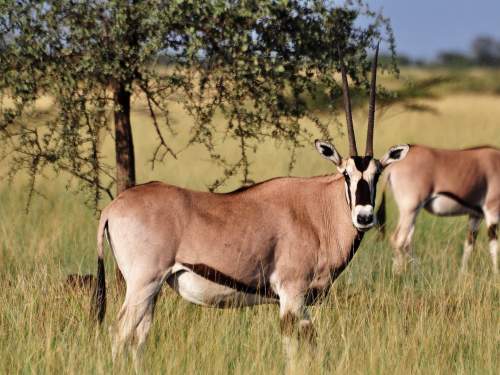 LATEST ANIMALS AND NATIONAL PARKS OF ETHIOPIA LIST [2020 pdf]: Common in Awash National Park, the Oryx is a very draught hardy species