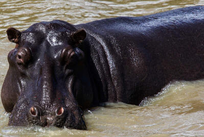 ANIMALS OMO NATIONAL PARK, ETHIOPIA:  The king of the river is the Hippopotamus in Omo National Park