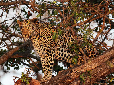 MAGO NATIONAL PARK, ETHIOPIA & MURSI TRIBE: With up to 4 cubs per litter, and adaptable to almost any ecosystem in Africa, Leopards or Panthers can survive both hunting pressure and habitat change like in Mago National Park