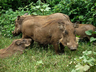 NECHISAR NATIONAL PARK, ARBA MINCH, ETHIOPIA: Warthogs are extremely common mammals in Nechisar National Park.
