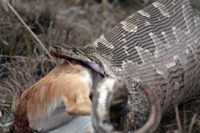 ANIMALS OMO NATIONAL PARK, ETHIOPIA: Python in Omo National Park