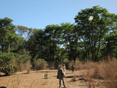MAGO NATIONAL PARK, ETHIOPIA & MURSI TRIBE: As there is more water along the rivers, they are lined with gallery forests in Mago National Park