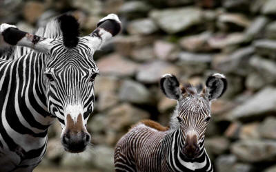 ANIMALS OMO NATIONAL PARK, ETHIOPIA:  Burchell's Zebras in Omo National Park. 