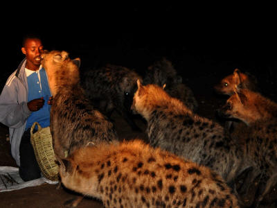 ETHIOPIAN TRIBES LIST: Hyena man in Harar. 