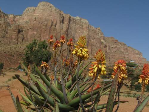 VISIT GHERALTA ROCK HEWN CHURCHES FROM GHERALTA LODGE [2021]: Red hot Poker flowers.