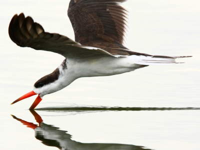 QUEEN ELIZABETH NATIONAL PARK, UGANDA: African Skimmer, Lake Edward.