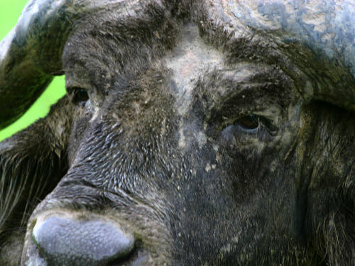 MURCHISON FALLS NATIONAL PARK UGANDA SAFARIS: Cape Buffalo at Murchison National Park.