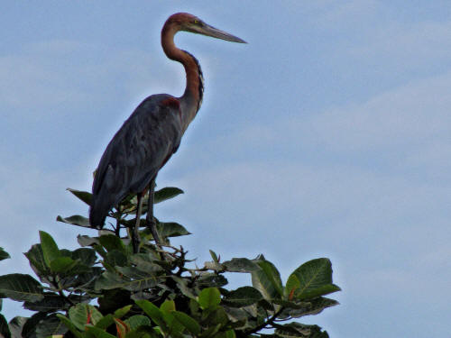 MURCHISON FALLS NATIONAL PARK UGANDA SAFARIS: Goliath Heron