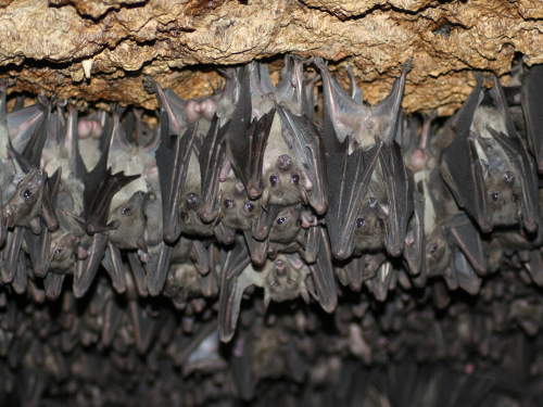 QUEEN ELIZABETH NATIONAL PARK, UGANDA: Maramagambo Forest home to millions of bats in caves.