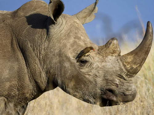 ZIWA RHINO SANCTUARY, UGANDA: Bird picking insects off the skin of a White Rhino.