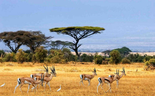 UGANDA's CLIMATE ZONES: Dry savannahs in the lowlands with fabulous wildlife, like the Tomson's Gazelle.