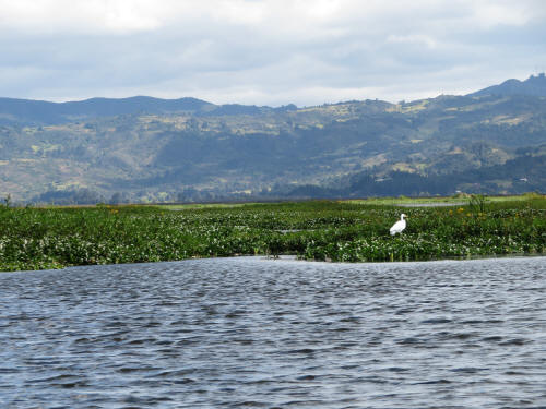LAKE FUQUENE: Water hyacinth has covered large areas of the lake.