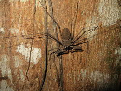 BEST TROPICAL ADVENTURE TOURS AND TRAVEL [ECUADOR]: BEST TROPICAL ADVENTURE TOURS AND TRAVEL [ECUADOR]: Whip spiders are closest related to the spiders, but are still quite different. They have no silk glands and are different from scorpions by lacking a poisonous tail. They are totally harmless to people.