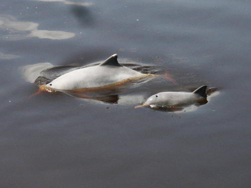 BEST TROPICAL ADVENTURE TOURS AND TRAVEL [ECUADOR]: Amazon dolphin on an Amazon visit in Ecuador