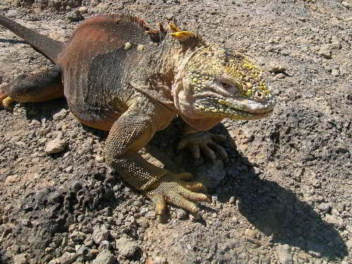 GALAPAGOS NATIONAL PARK [LAST MINUTE]: Land iguana at Galapagos National Park