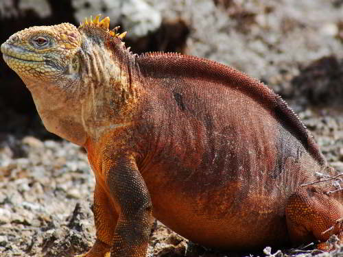 GALAPAGOS NATIONAL PARK [LAST MINUTE]: Male Land Iguana at Galapagos National Park