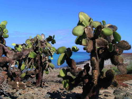 GALAPAGOS NATIONAL PARK [LAST MINUTE]: Cactus prickley pear forest vegetation at Galapagos National Park