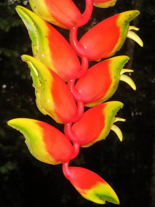 10 TOURS TO THE AMAZON RAINFOREST OF PERU: Heliconia in the Amazon tropical Rainforest seen when visiting the Amazon in Ecuador.