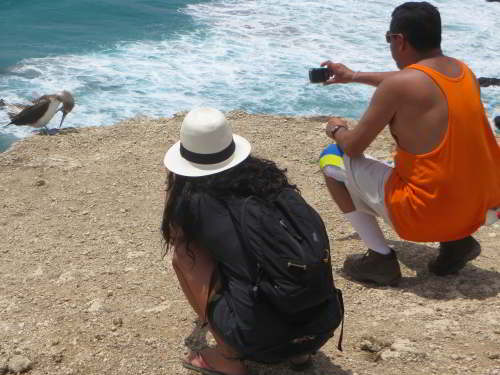 TOP 100 UNUSUAL THINGS TO DO IN ECUADOR [COMBINED IN ONE TOUR!]:
 UNUSUAL THINGS TO DO IN ECUADOR: Blue-footes boobies with visitors in Machalila National Park.