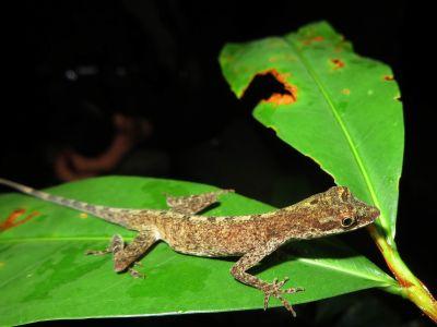 BEST TROPICAL ADVENTURE TOURS AND TRAVEL [ECUADOR]: Interesting lizard in the jungle