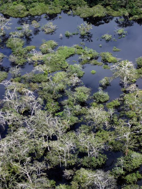 10 TOURS TO THE AMAZON RAINFOREST OF PERU: The border of the Cuyabeno Wildlife Reserve is a huge swamp area.