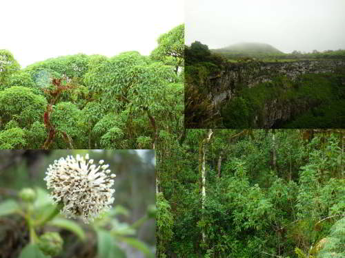 GALAPAGOS NATIONAL PARK [LAST MINUTE]: Galapagos Islands, Ecuador, forest grows at higher elevations