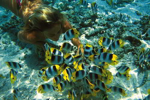 GALAPAGOS NATIONAL PARK [LAST MINUTE]: submerge a little and enjoy the colorful tropical fishes.