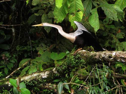 10 TOURS TO THE AMAZON RAINFOREST OF PERU:  American Darter