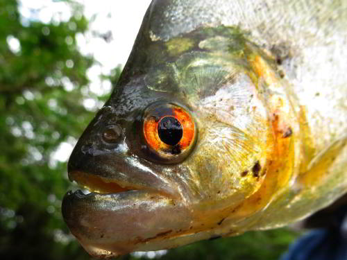 Visiting the Amazon in Peru: Amazon Piranha mouth with teath caught when visiting the Amazon in Peru.