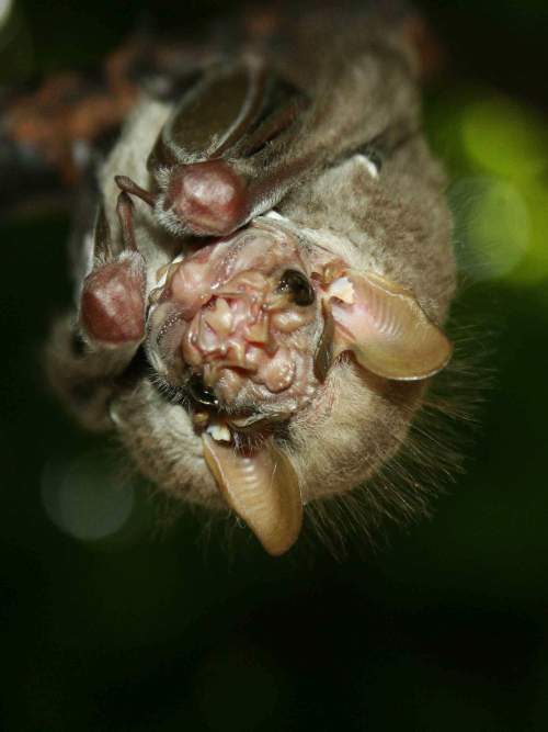 WILDLIFE OF PERU  [15 MOST SPECTACULAR ANIMALS]: Bats may have ugly faces in the Amazon Jungle