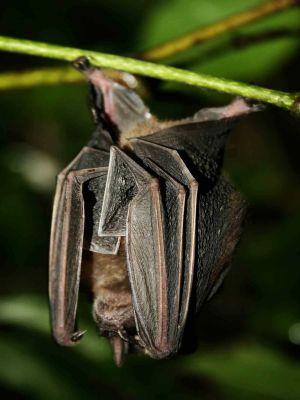 WILDLIFE OF PERU  [15 MOST SPECTACULAR ANIMALS]: Bats are very common animals of the Amazon jungle
