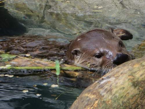 WILDLIFE OF PERU  [15 MOST SPECTACULAR ANIMALS]: Giant Otter at the Amazon Rainforest