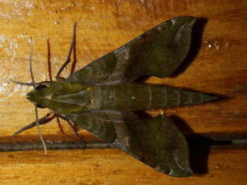 WILDLIFE OF PERU  [15 MOST SPECTACULAR ANIMALS]: Moths come at night to the Cuyabeno Lodge