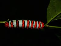 WILDLIFE OF PERU  [15 MOST SPECTACULAR ANIMALS]: Striped Caterpillar