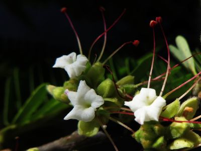 PERU AMAZON RAINFOREST PLANTS AND FLOWERS: flowers of macrolobium