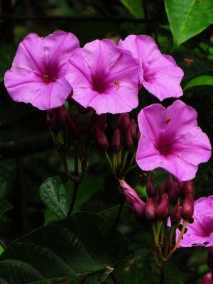 PERU AMAZON RAINFOREST PLANTS AND FLOWERS: Red flower of Amazon Forest plant.