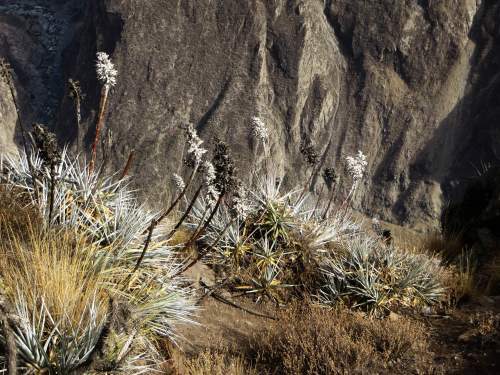 10 BEST ANDEAN TREKS PERU: Puya bromelia of the Andes