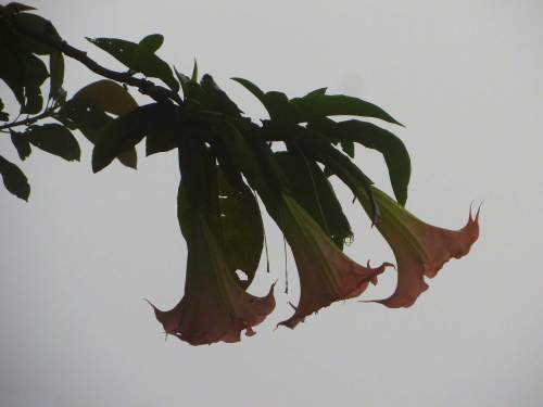 10 BEST ANDEAN TREKS PERU: Pink Angels trumpet of the Andes
